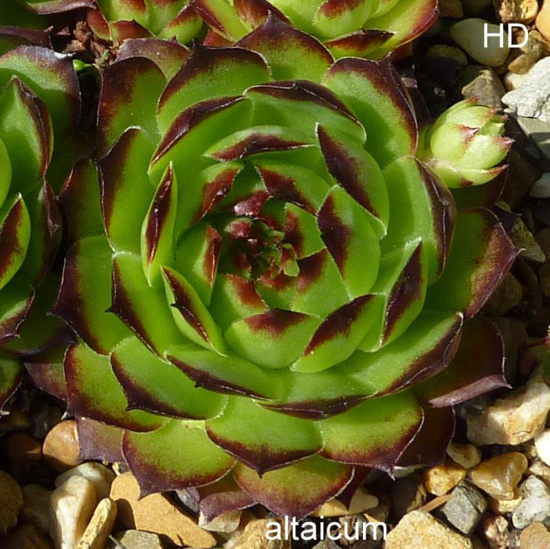 tectorum (altaicum)