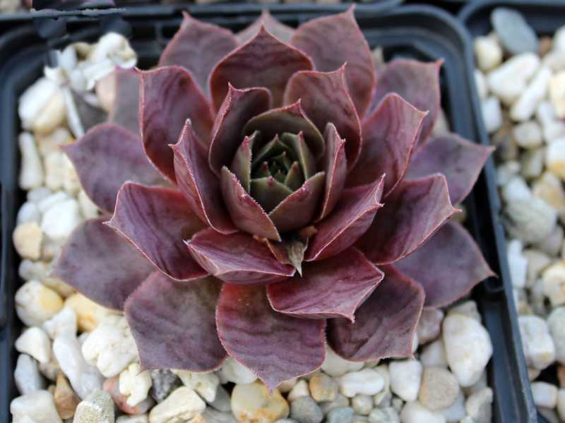 tectorum (aureum)