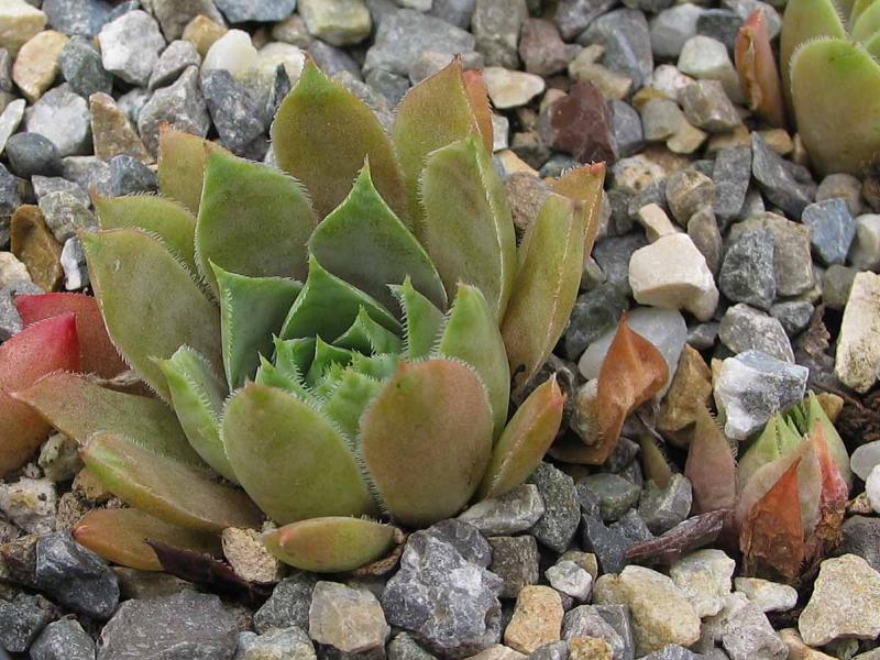 tectorum (aureum)