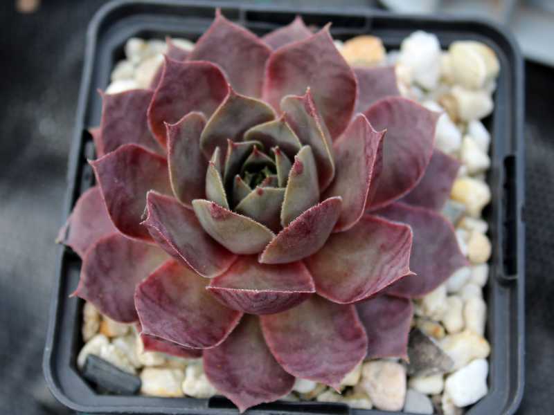 tectorum (aureum)