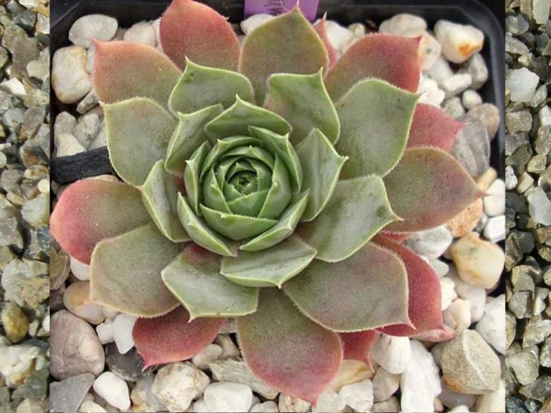 tectorum (aureum)