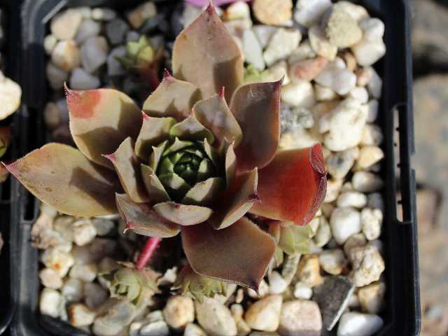 tectorum (aureum)