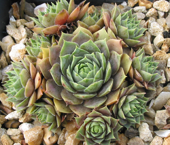 tectorum (aureum)