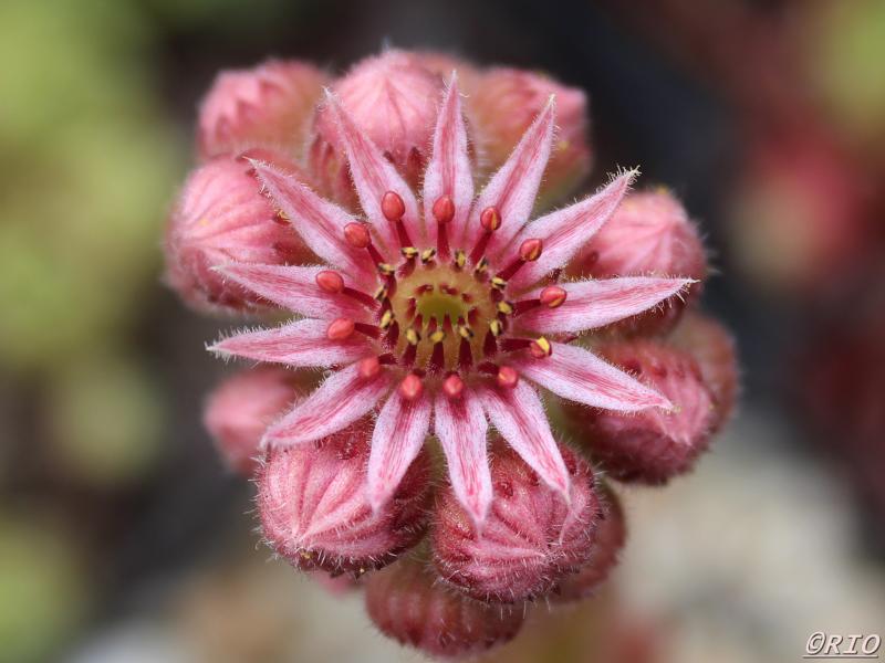 tectorum (aureum)
