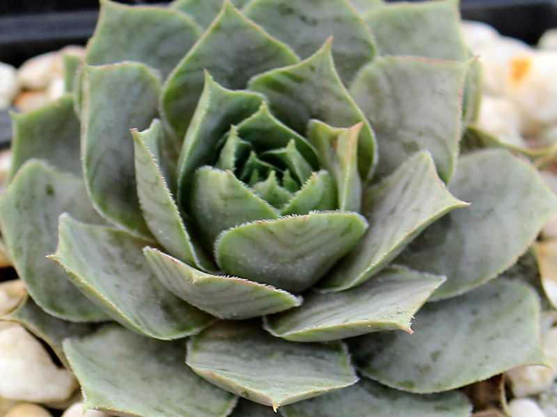 tectorum (aureum)