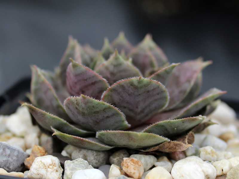 tectorum (aureum)