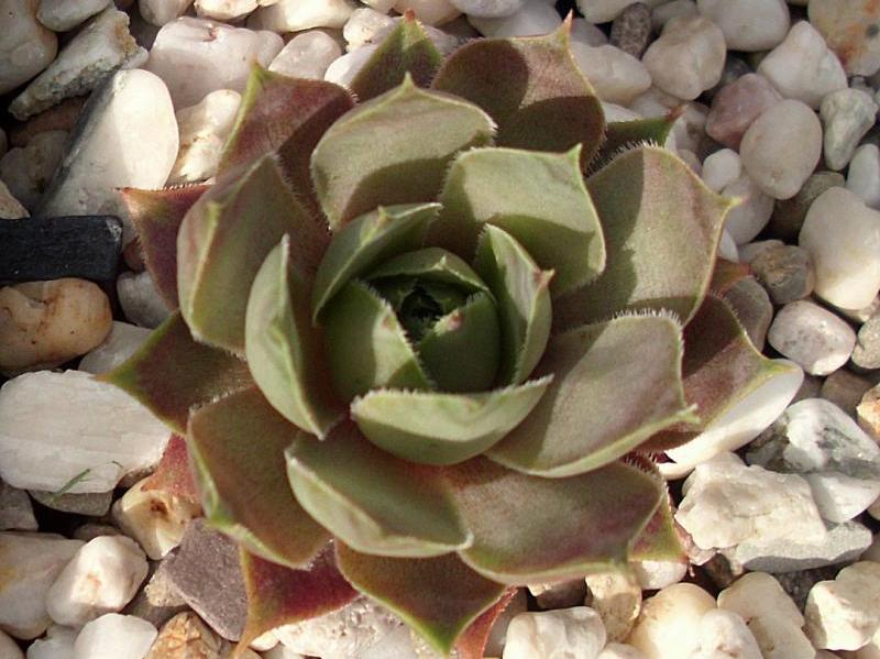 tectorum (aureum)