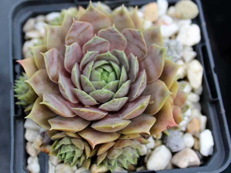 tectorum (aureum)