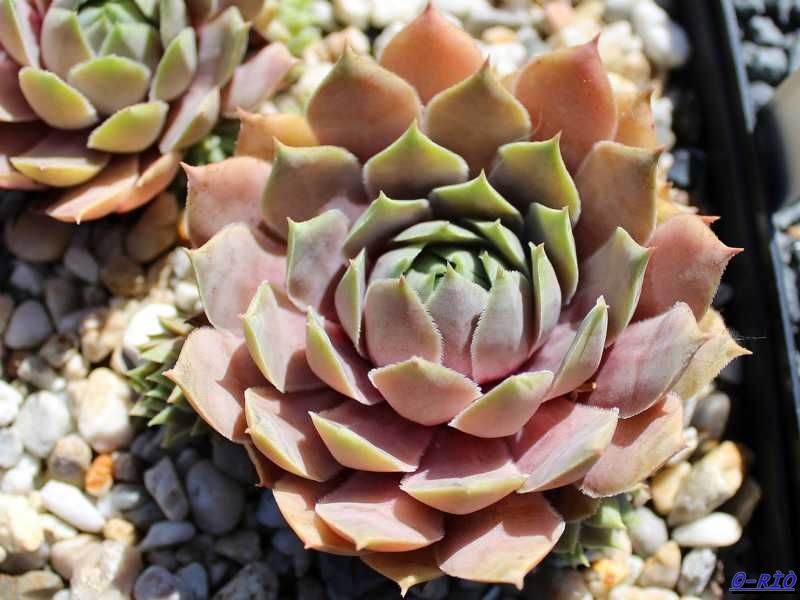 tectorum (aureum)