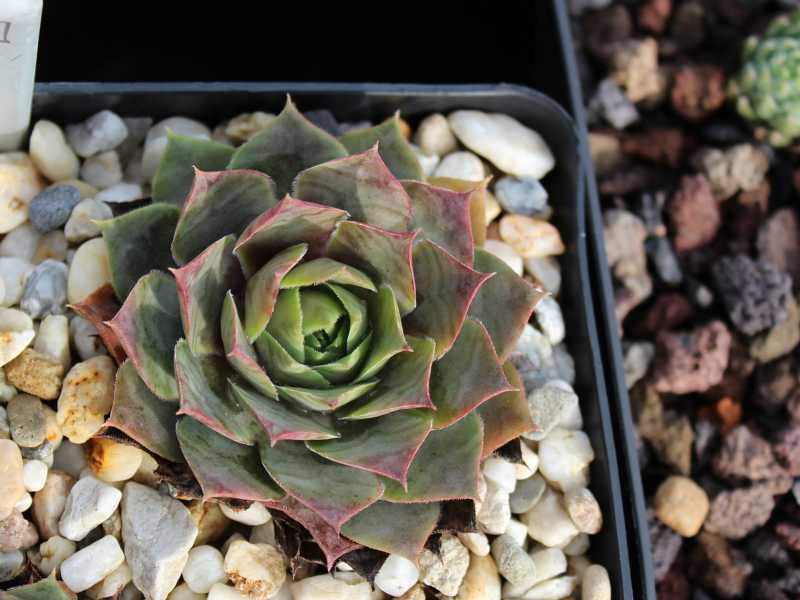 tectorum (aureum)
