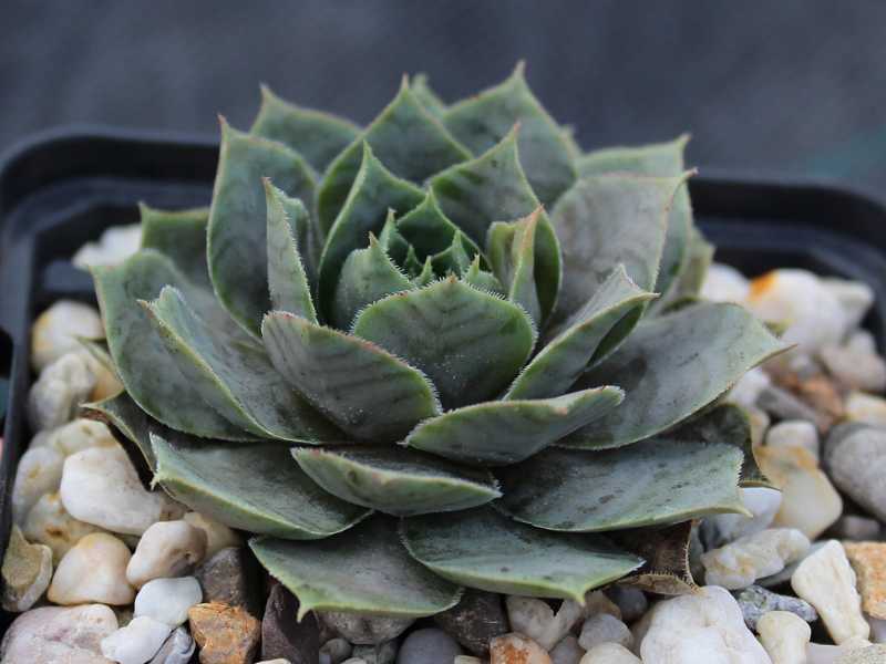 tectorum (aureum)