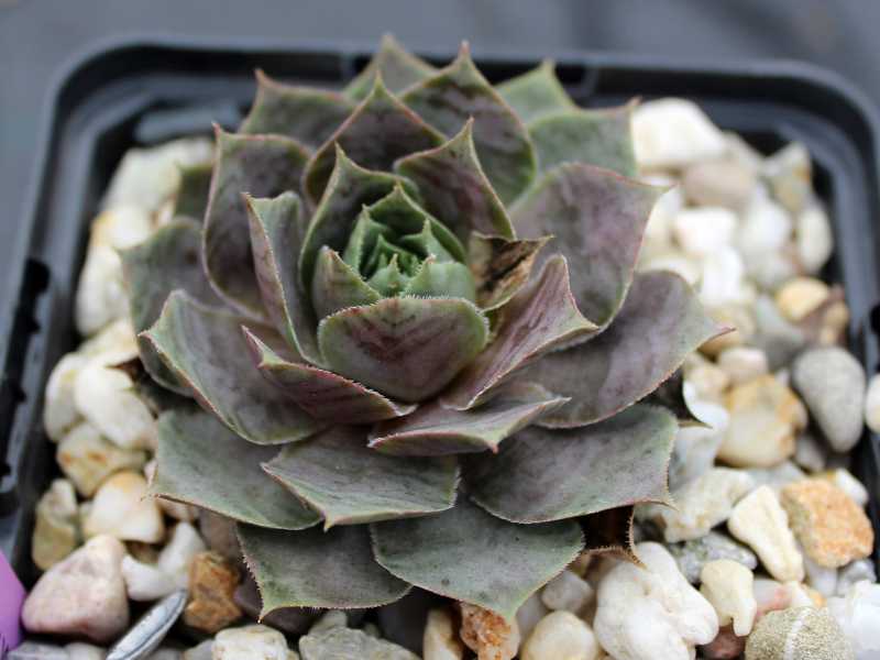 tectorum (aureum)