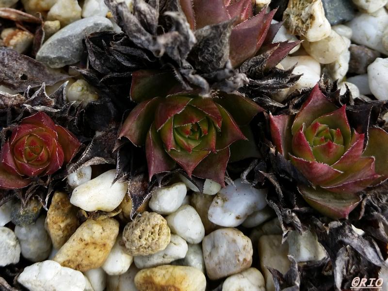 tectorum (aureum)