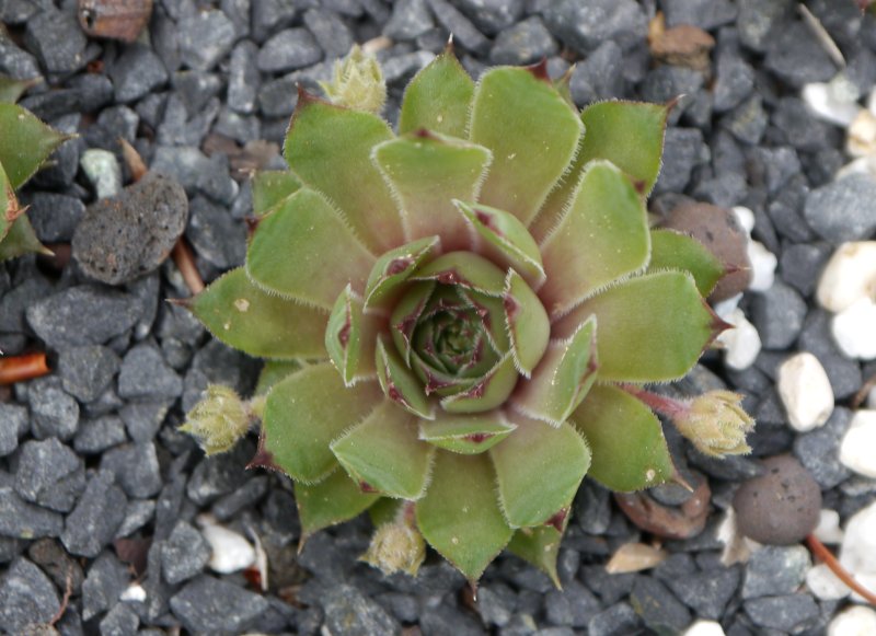 tectorum (crassicaule)