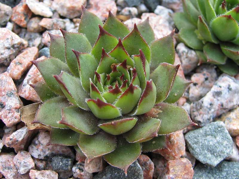 tectorum (crassicaule)