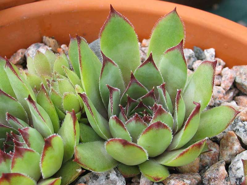 tectorum (crassicaule)