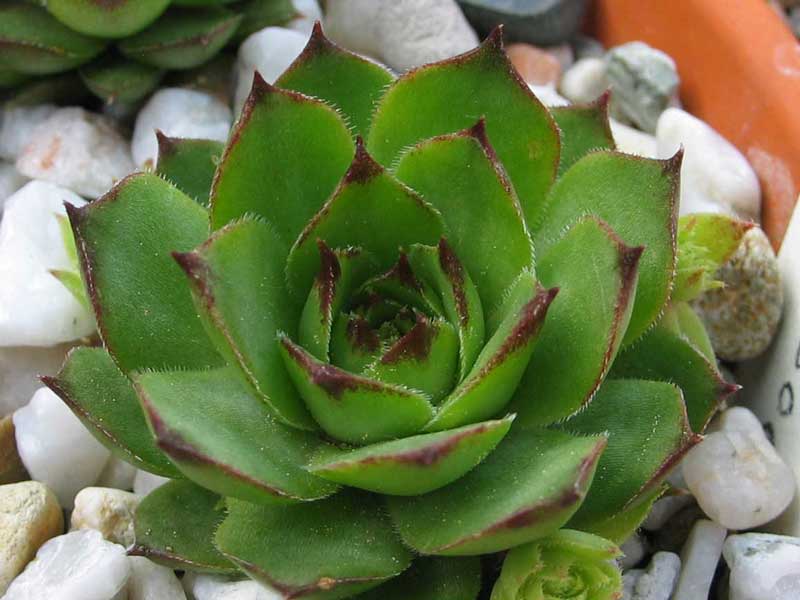 tectorum (delasoiei)
