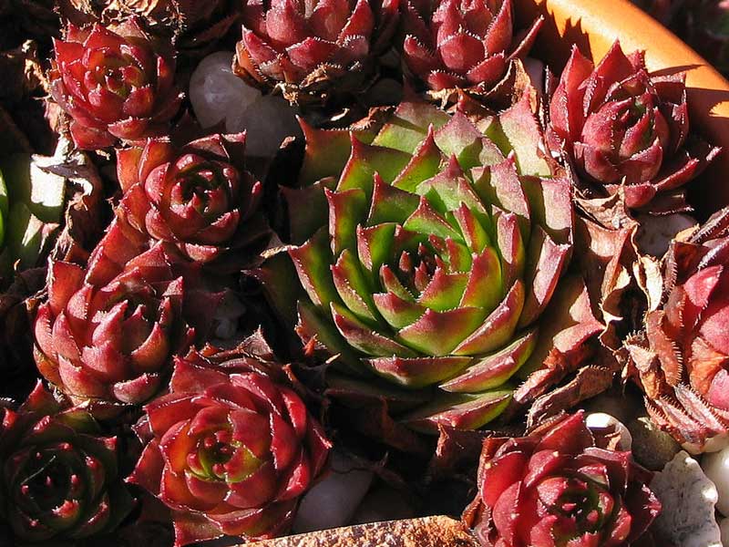 tectorum (delasoiei)