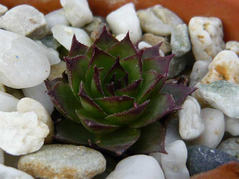 tectorum (delasoiei)