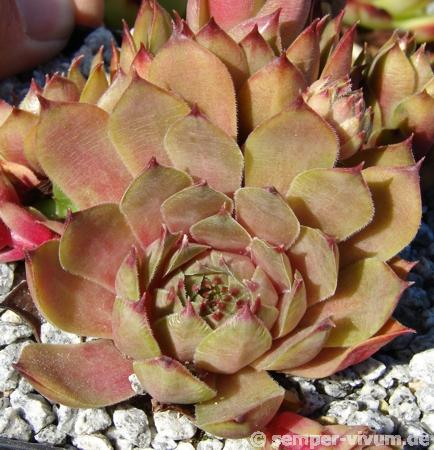 tectorum (heldreichii)