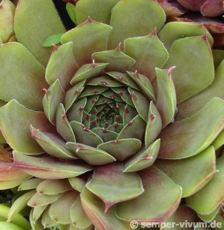tectorum (heldreichii)