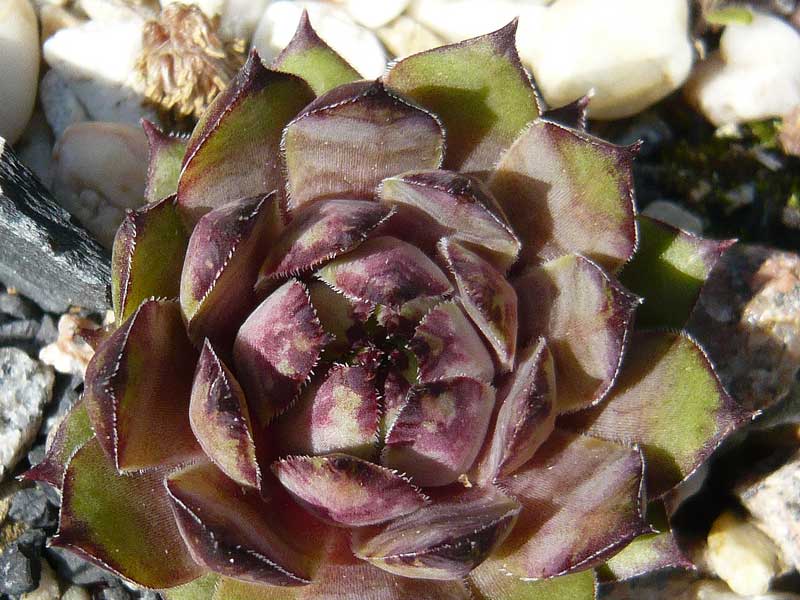 tectorum (rubrum)