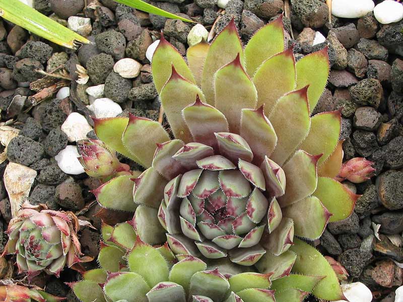 tectorum (rubrum)