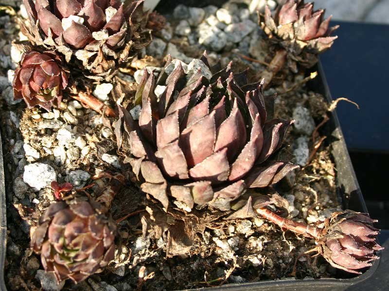 tectorum (rubrum)