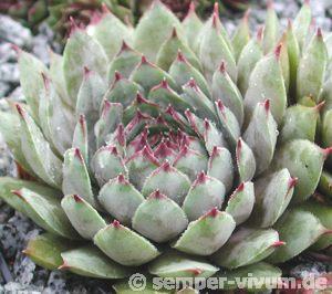 tectorum (rubrum)