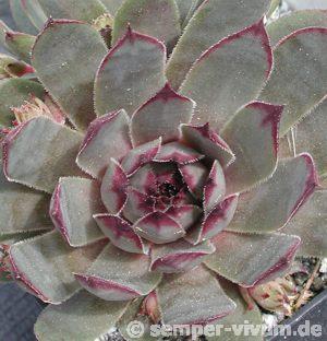 tectorum (rubrum)
