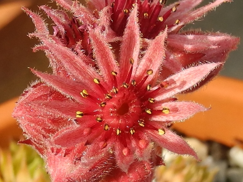 tectorum (spinosum)