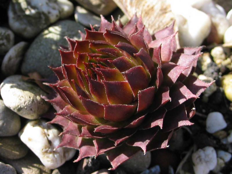 tectorum (spinosum)