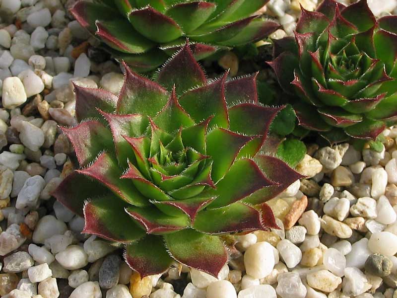 tectorum (spinosum)
