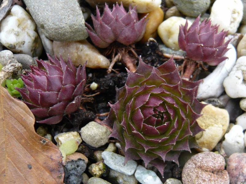 tectorum (spinosum)