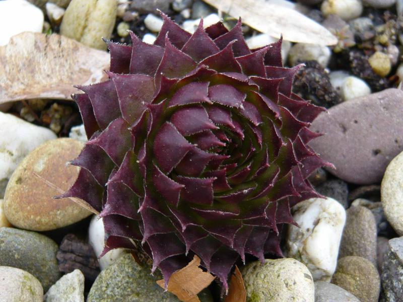 tectorum (spinosum)