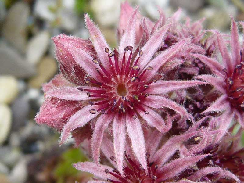 tectorum (spinosum)