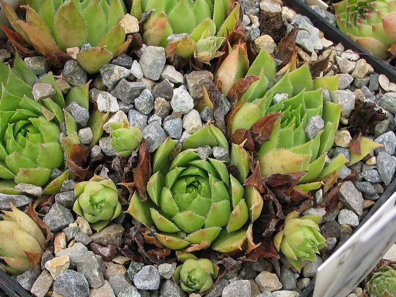 tectorum (thorntonii) from Iran