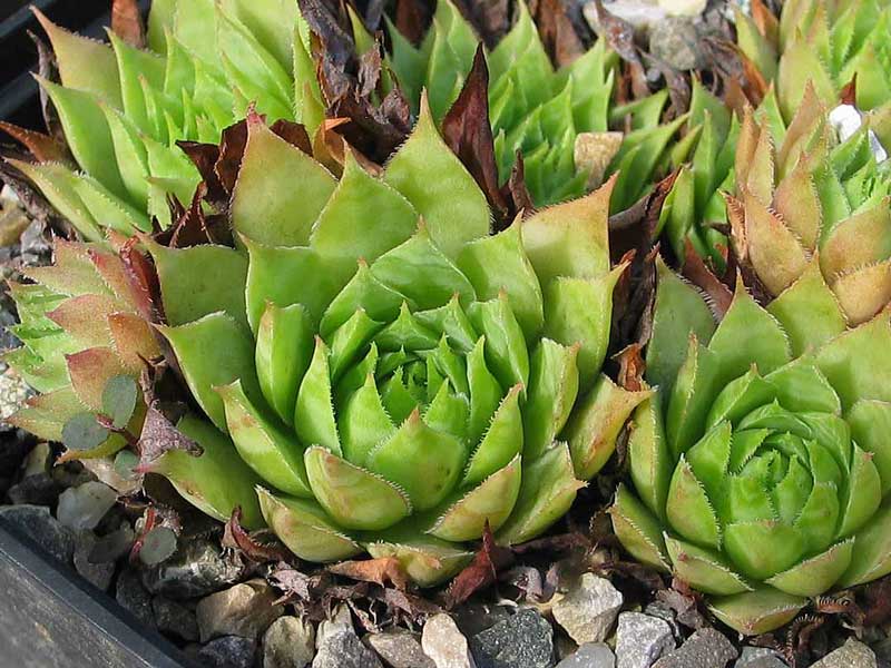 tectorum (thorntonii) from Iran