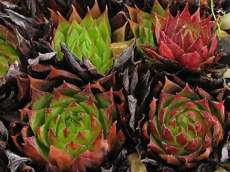 tectorum (thorntonii) from Iran