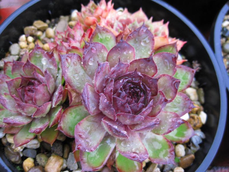 tectorum (triglense)