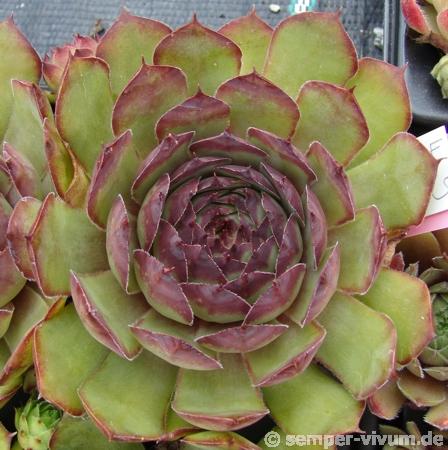 tectorum (triglense)
