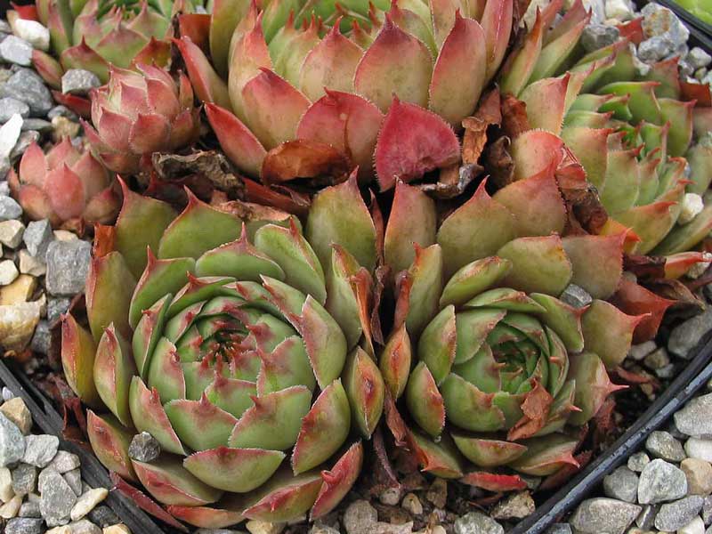tectorum (triglense)