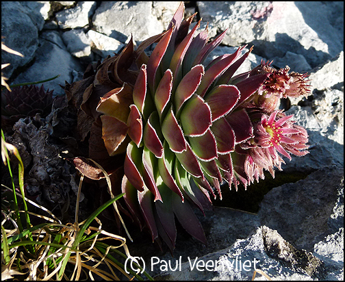 tectorum from Ajdovščina