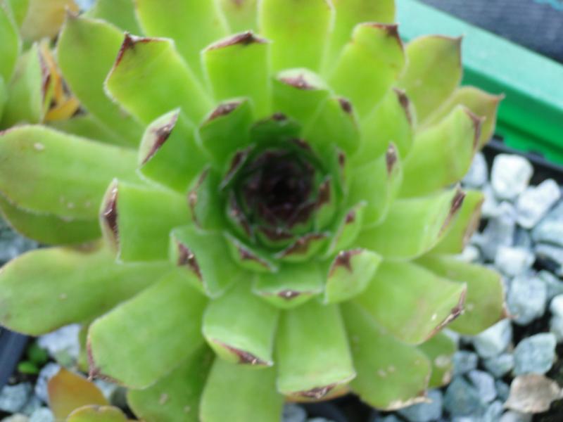 tectorum from Ajdovski Gradec