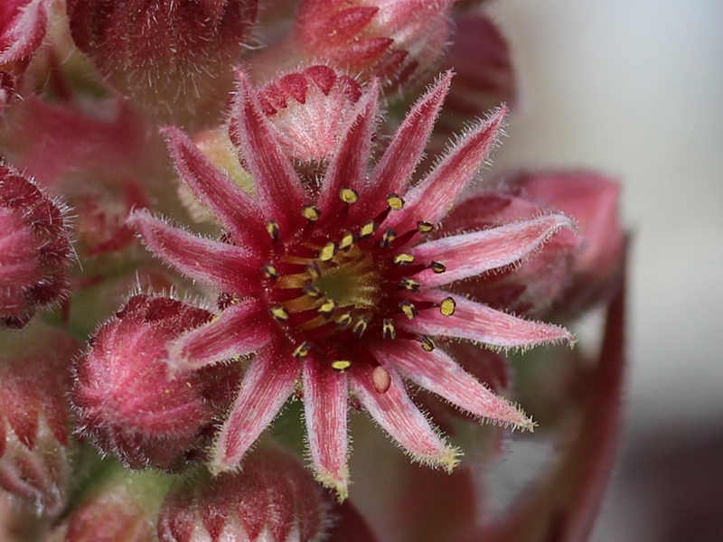 tectorum from Allier
