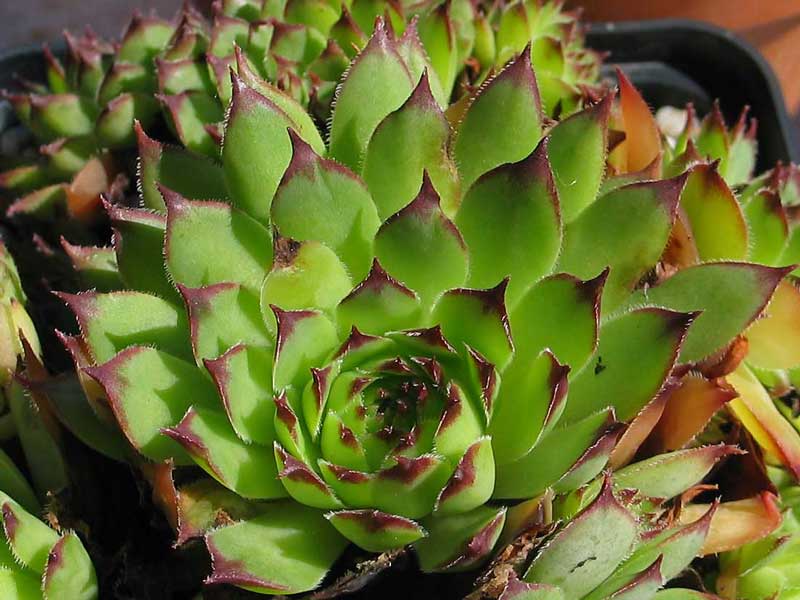 tectorum from Allier
