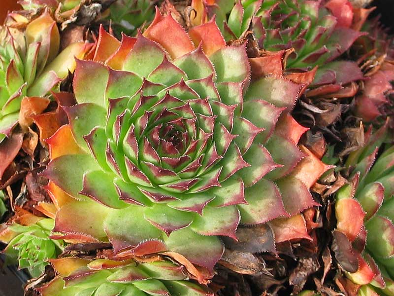 tectorum from Allier