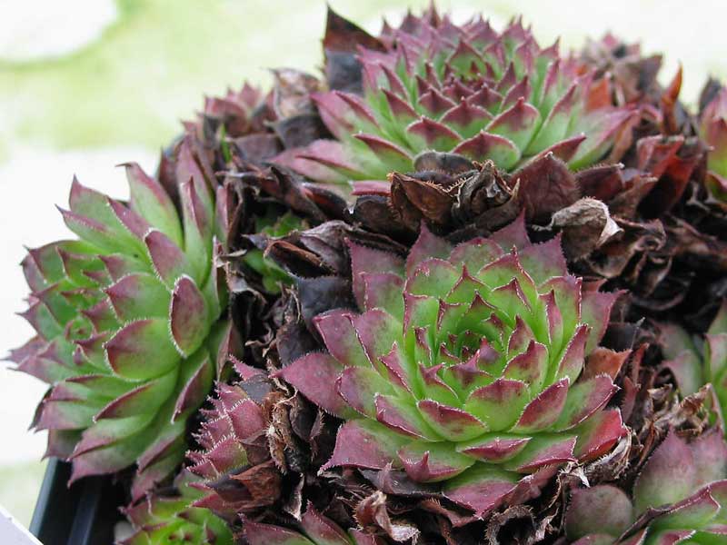 tectorum from Allier