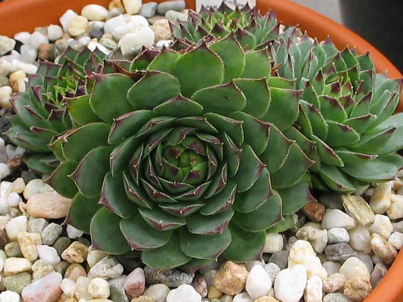 tectorum from Benasque