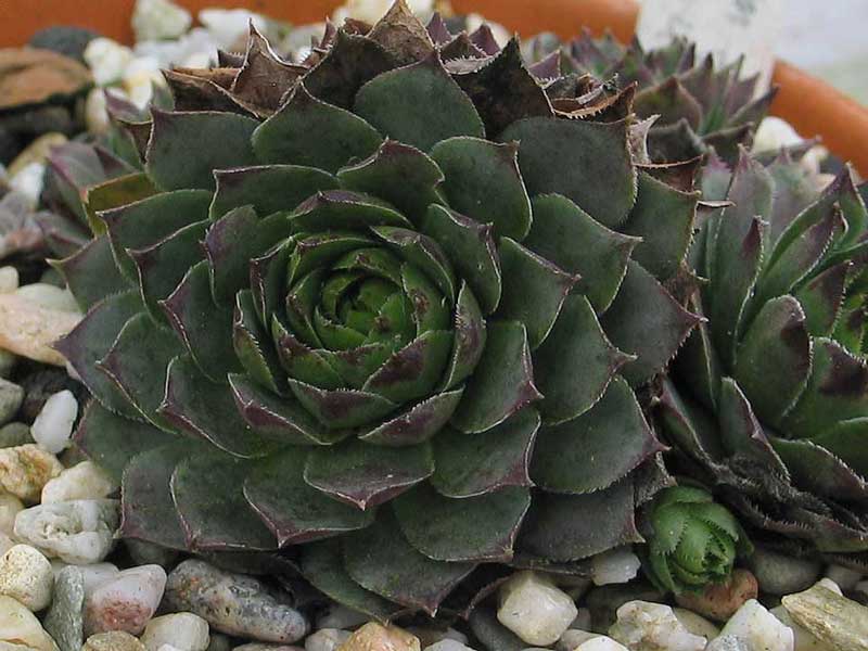 tectorum from Benasque